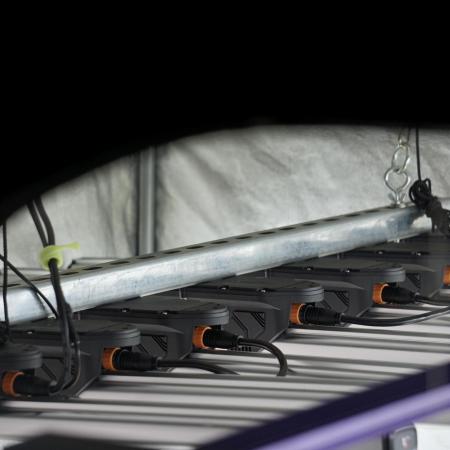 BlueBerry by Zamnesia Seeds