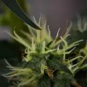 Candy Rain Auto By Zamnesia