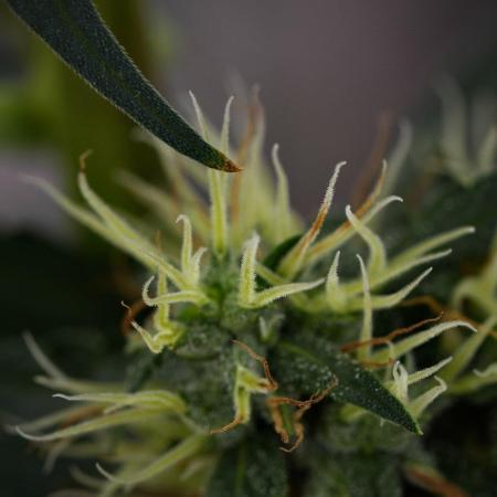 Candy Rain Auto By Zamnesia