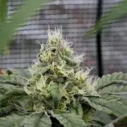 Blue Waffle F1 Zamnesia Pheno A