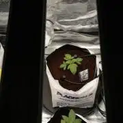Pickle Lemon Haze F1 Zamnesia Pheno A
