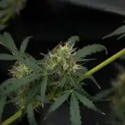 Amnesia Haze Auto by Zamnesia Pheno A