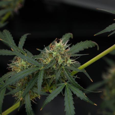 Amnesia Haze Auto by Zamnesia Pheno A
