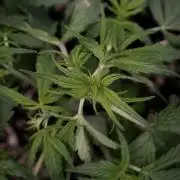 Lemon Cherry Gelato YumYum