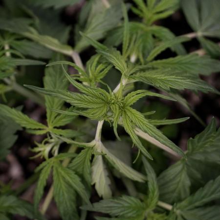 Lemon Cherry Gelato YumYum