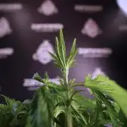 Animal Mints-Legends of the Frozen North