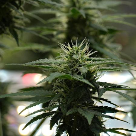 Blueberry  Muffin by Zamnesia Pheno A
