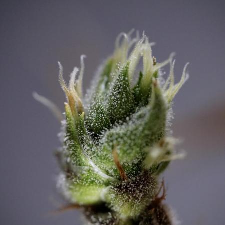The one Mango Kush – Zamnesia Seeds