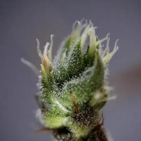 The one Mango Kush – Zamnesia Seeds