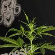 Amnesia Haze Auto by Zamnesia Pheno B
