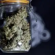 BlueBerry by Zamnesia Seeds