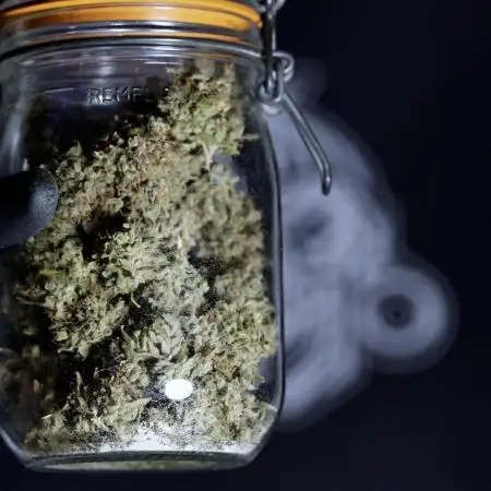 BlueBerry by Zamnesia Seeds