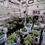 Animal Mints-Legends of the Frozen North