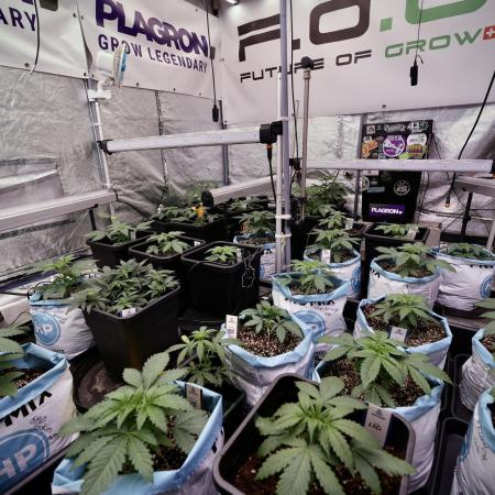 Animal Mints-Legends of the Frozen North