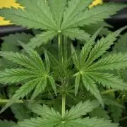 Pheno B Black Diamont Auto By Zamnesia