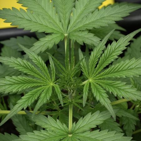 Pheno B Black Diamont Auto By Zamnesia