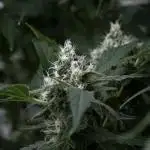 The Classic Super Silver Haze @Zamnesia
