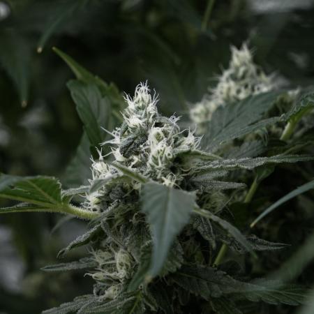 The Classic Super Silver Haze @Zamnesia