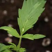 Black Diamont Auto By Zamnesia Pheno A