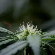 Passion Fruitz By Zamnesia