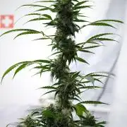 Pheno B Amnesia Haze Auto by Zamnesia