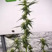 Candy Rain Auto By Zamnesia