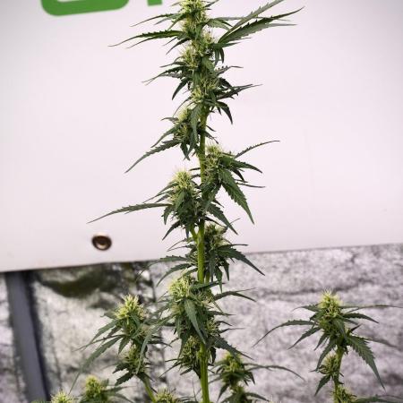 Candy Rain Auto By Zamnesia