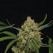 Pink Rosay Auto By Zamnesia Pheno A