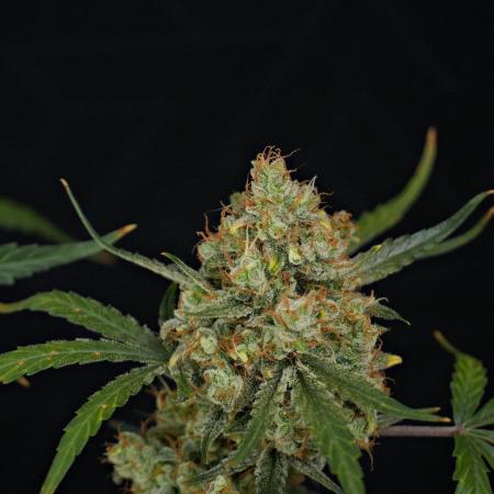 Pink Rosay Auto By Zamnesia Pheno A