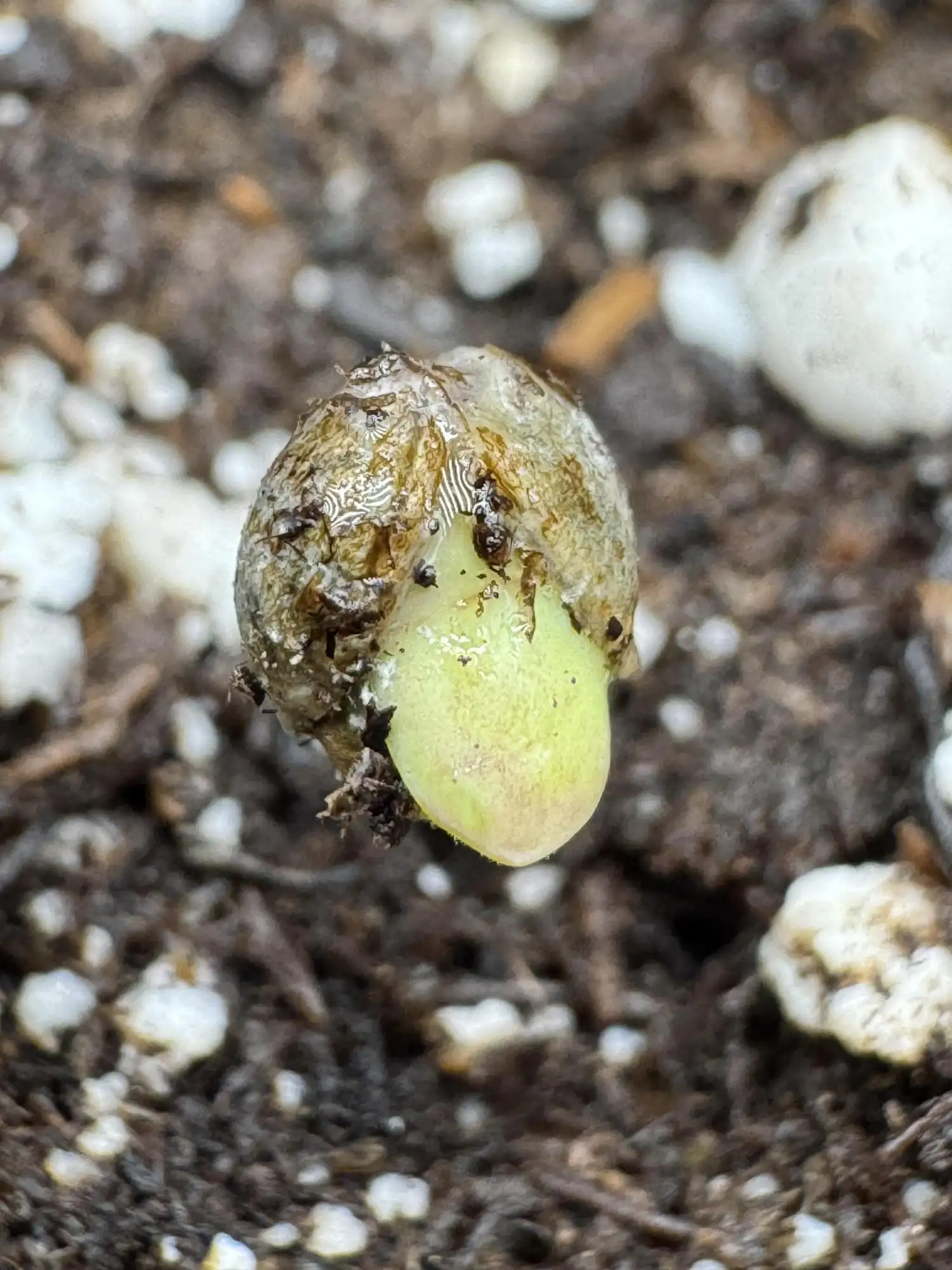 Pheno B Pickle Lemon Haze F1 Zamnesia grow journal by Do