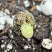 Pheno B Pickle Lemon Haze F1 Zamnesia