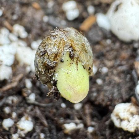 Pheno B Pickle Lemon Haze F1 Zamnesia