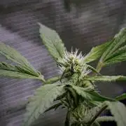 Pheno B Blue Waffle  F1 Zamnesia