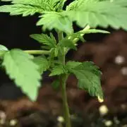 Pheno B Purple CousKush Auto By Zamnesia