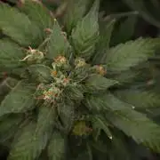Pheno B Pink Rosay Auto By Zamnesia