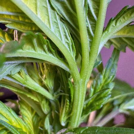 Lets do Gelonade by Zamnesia Seeds