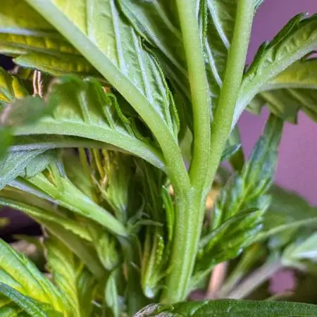 Lets do Gelonade by Zamnesia Seeds
