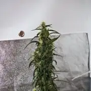 Pheno B Black Diamond Auto By Zamnesia
