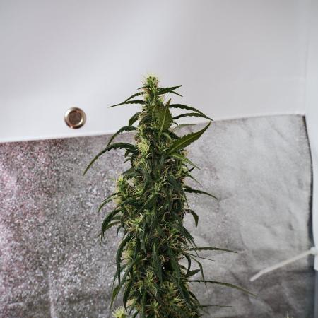 Pheno B Black Diamond Auto By Zamnesia