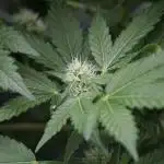 The Classic Super Silver Haze @Zamnesia