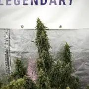 Pheno B Black Diamond Auto By Zamnesia