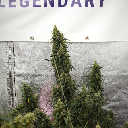 Pheno B Black Diamond Auto By Zamnesia