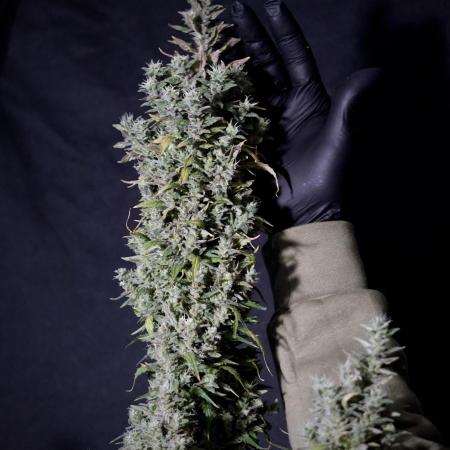 Lets do Gelonade by Zamnesia Seeds