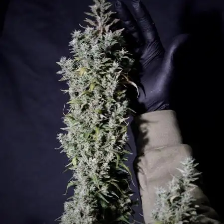 Lets do Gelonade by Zamnesia Seeds