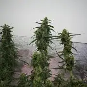 Chem Brulee By Zamnesia Pheno A