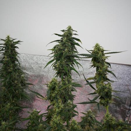 Chem Brulee By Zamnesia Pheno A
