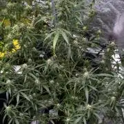 Purple CousKush Auto By Zamnesia Pheno A