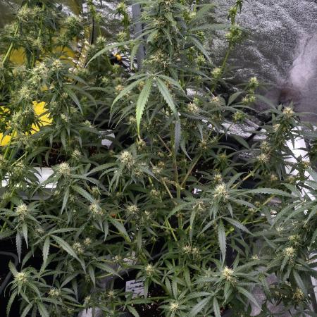 Purple CousKush Auto By Zamnesia Pheno A