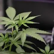 God father OG By Zamnesia Pheno A