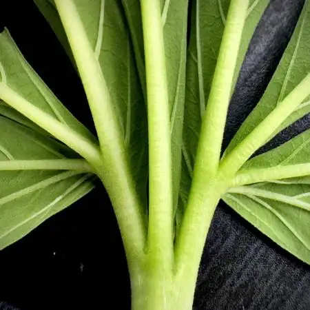 Lets do Gelonade by Zamnesia Seeds